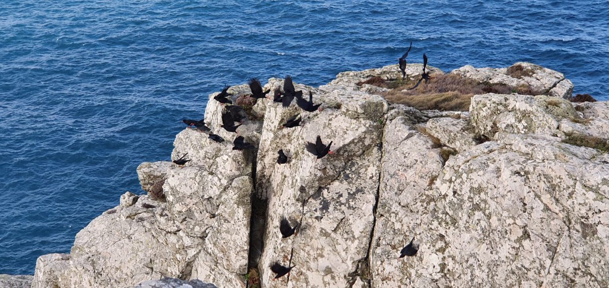 EAEcologySW's tweet photo. A chattering of Choughs! Part of a flock of 30 seen in West #Cornwall  recently. This represents a large percentage of the Cornish population #Chough @CwallWildlife https://t.co/nZmROzVKfW