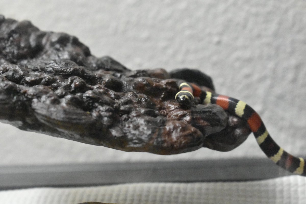 RadPdx's tweet photo. Bobs on shrooms #milksnake https://t.co/zfsA0wXsCf