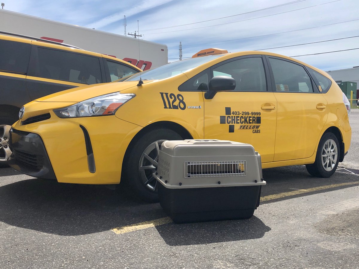 CheckerYYC's tweet image. Do you need a ride with your furry friend (scaly is all right Too🦎)? Our Dispatch team will find you a cab. Put your pet inside your carrier and we&apos;ll get you to your destination. Call 403-299-9999 for a pet cab #ChooseTaxis #SupportYYC.