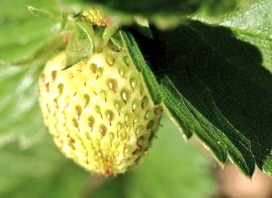 kitawny24's tweet photo. #IPickedABadTimeTo pick strawberries https://t.co/Tx0lEquesD