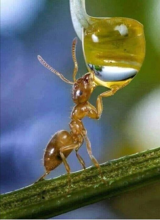 mpezpeleta's tweet photo. ¡¡Disfrutando ¡¡que placer..!!saciando su sed con una gota de agua.¡
#hormiga #leoEscuchate https://t.co/6Fn0LHAf6r #saciar https://t.co/BuNMJGYFK2
