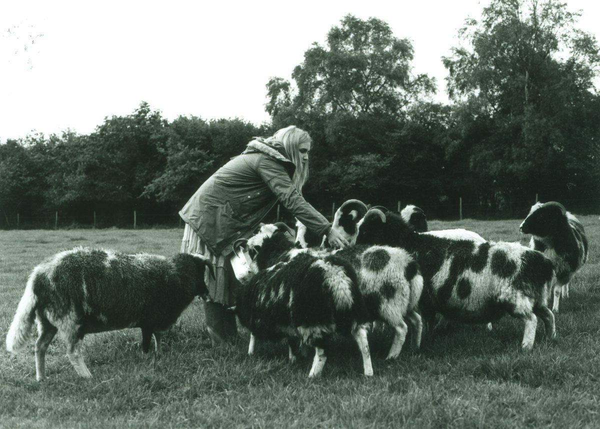 HeritageWSHC's tweet photo. #Spring is here. You may have noticed.
Here's some Jacob's Sheep in #Winterslow,1982. The breed have mottled fleeces & impressive horns. They were 1st seen in the UK in the 1750s when examples were brought over from Spain by various country estates.
#HBAHSpring @jssjacobsheepuk https://t.co/XHJZiM15tz