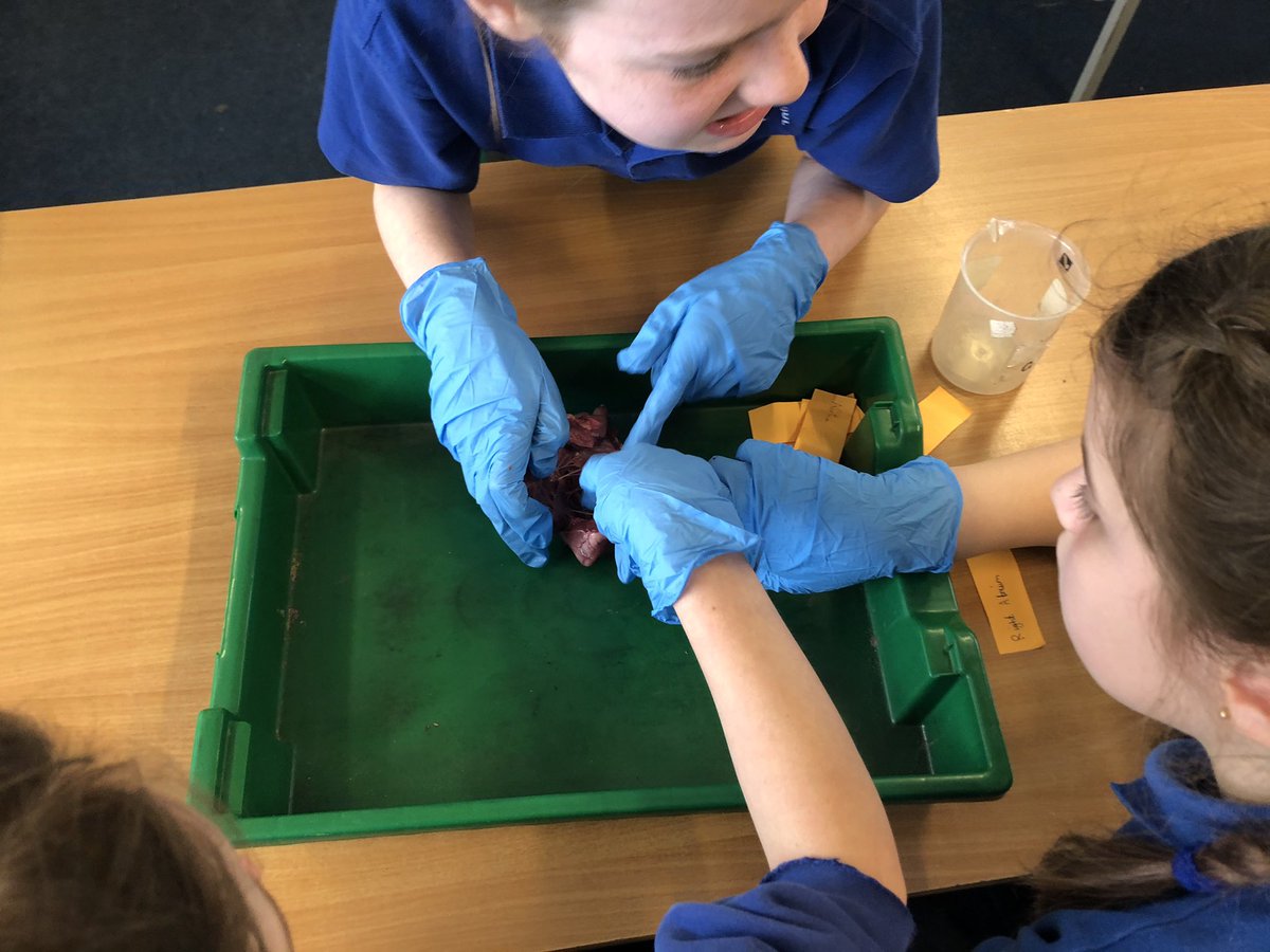 Year 6 enjoyed labelling and dissecting pig hearts.