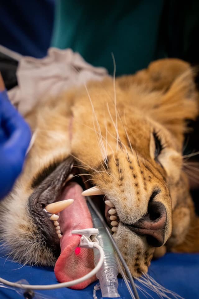 ColoradoStateU's tweet photo. Nala the Lioness arrived at The Wild Animal Sanctuary from a facility where she received poor nutrition and a lack of veterinary care.

Now, she comes to our @CSUVetHospital for checkups 💚

@CSUVetMedBioSci | #ColoradoState https://t.co/RlmsbYmafL