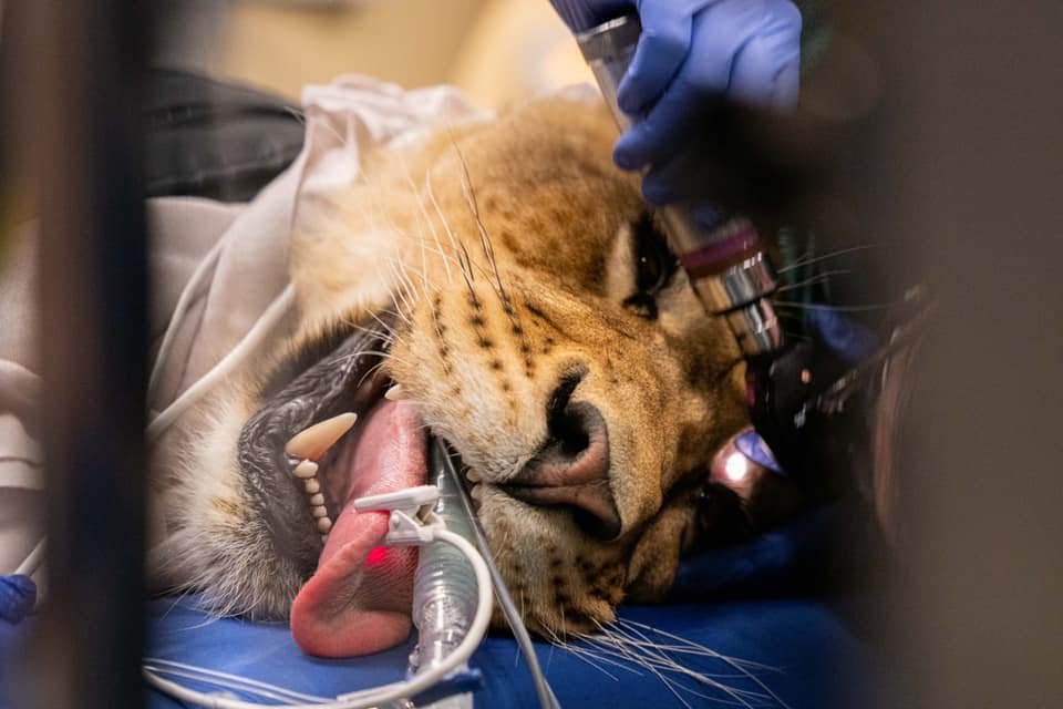 ColoradoStateU's tweet photo. Nala the Lioness arrived at The Wild Animal Sanctuary from a facility where she received poor nutrition and a lack of veterinary care.

Now, she comes to our @CSUVetHospital for checkups 💚

@CSUVetMedBioSci | #ColoradoState https://t.co/RlmsbYmafL