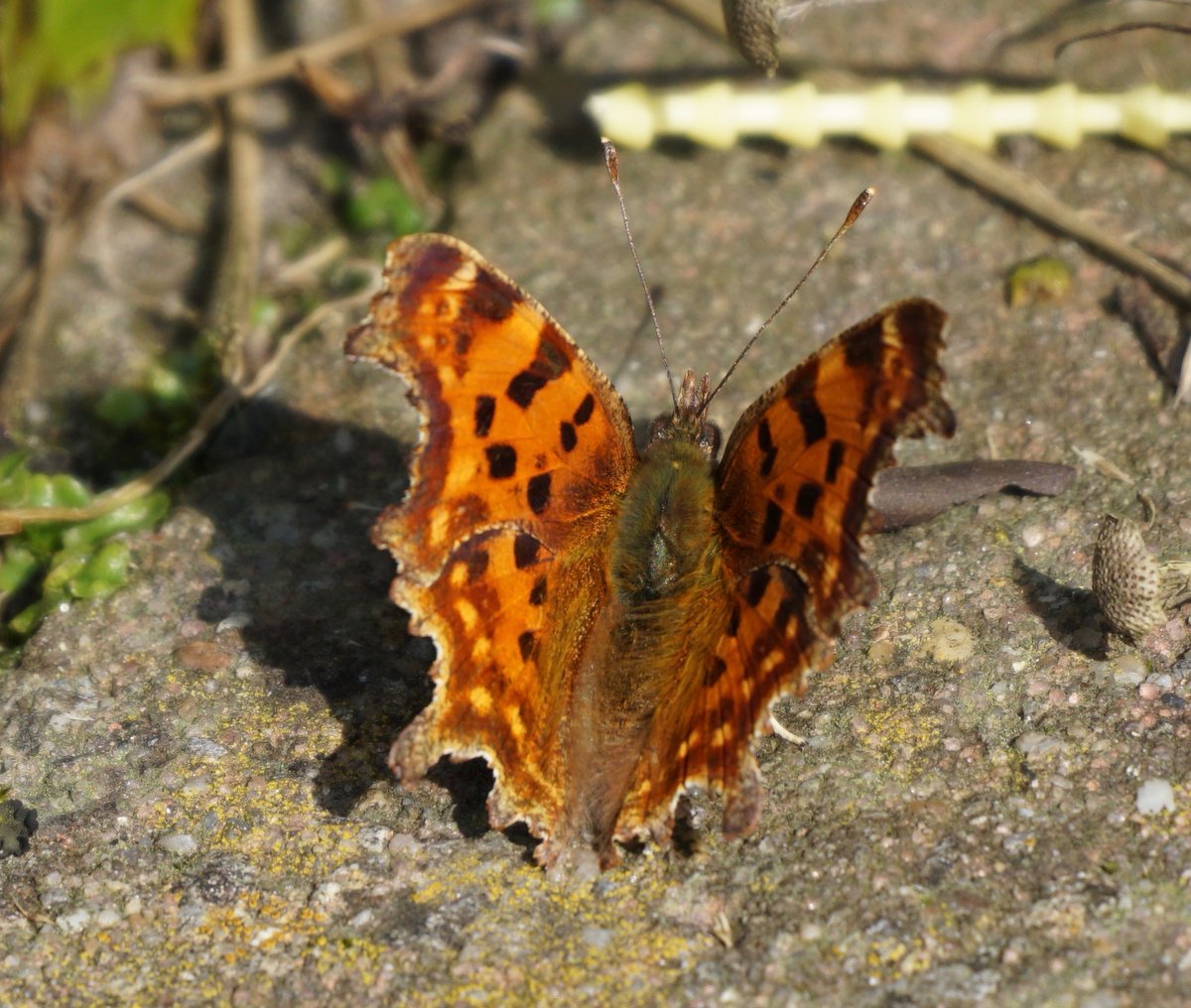 ⚒Jo van der Heijden⚒ tweet media
