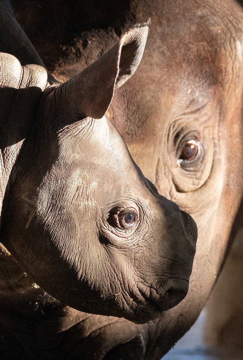 Ron Magill tweet media