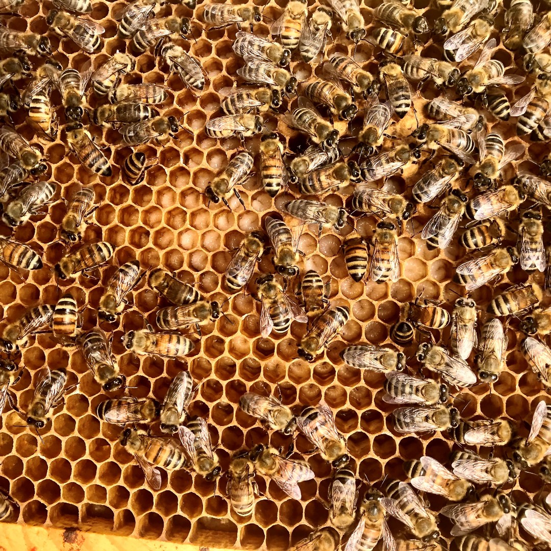 mannlake's tweet image. Buzz on over to our site and pre-order #packagebees and #queens! ow.ly/k7Hf50CX8YA 

Thank you Tari D. for the photo!