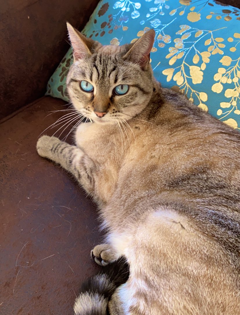 nl_pessi's tweet photo. RT pour mon chat goatesque / Like pour cette fraude finito https://t.co/m1cKbqk5I3