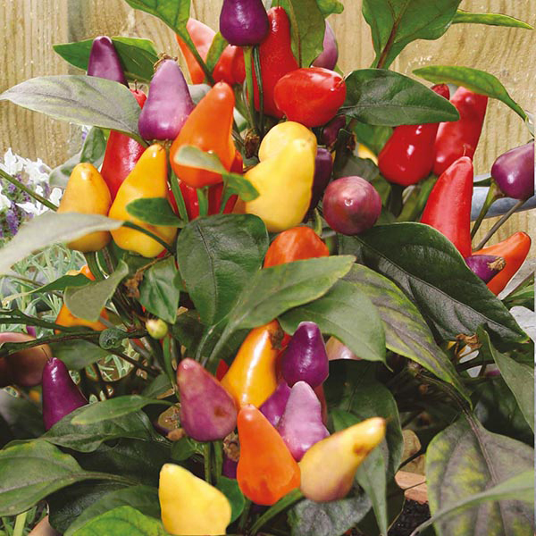 Pepper (Chilli) Razzamatazz is ideal for growing in pots on the patio or in the greenhouse, producing attractive, medium hot upward-facing fruits that provide a multicolour display as they ripen.

Order your seeds and get sowing! 🌶️
mr-fothergills.co.uk/Vegetable-Seed…