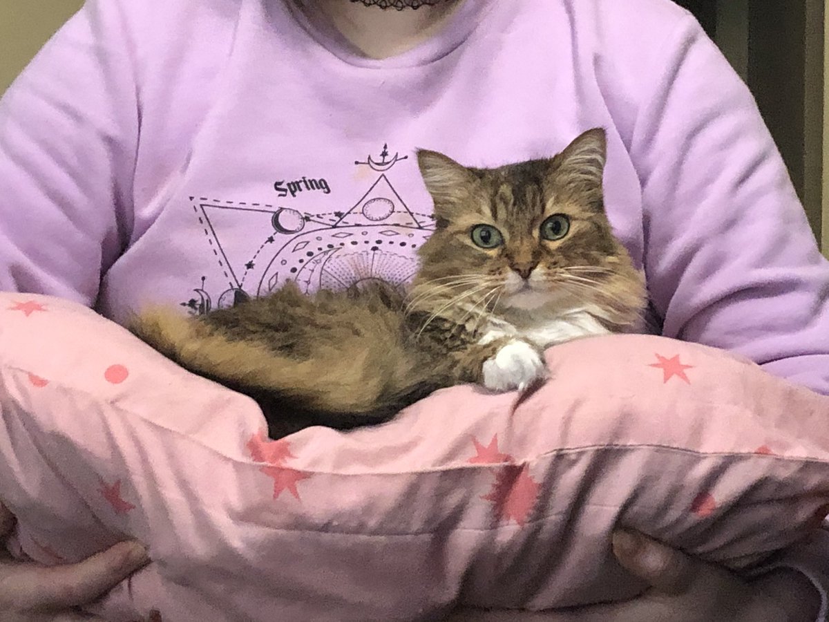 Shubbabang's tweet photo. Roommate walked into my room carrying one of our cats like this https://t.co/YlymKmqucH