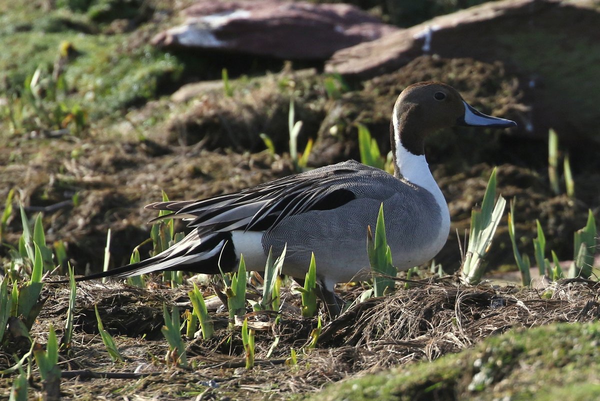 Skokholm Island tweet media