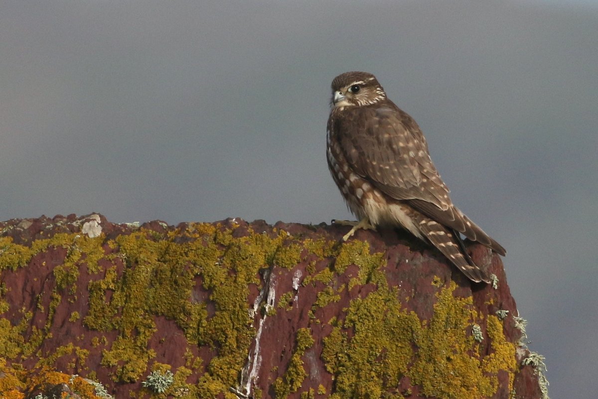 Skokholm Island tweet media