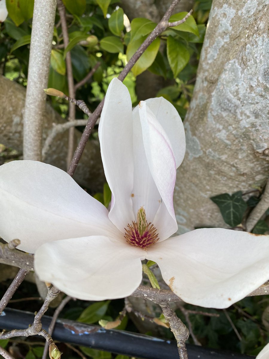 cazzaf1967's tweet photo. #BlossomWatch https://t.co/U62odfvn3i