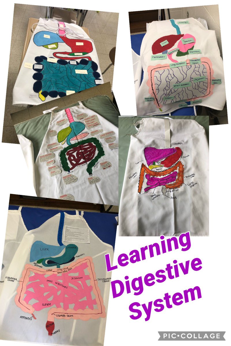 Learning the Digestive system by creating “digestive aprons” @CTCPrincipal @AohpCtc @FrederickCTC @FCPSCTE