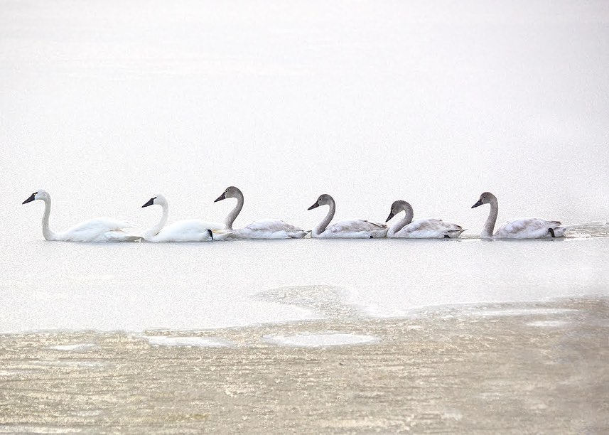 teamupstream's tweet photo. Migration Celebration! Join #ConservationCelebrityCheckIn at 5pm with author Tom Horton, ecologist Paul Spitzer, and photographer Dave Harp as we discuss our spring migrants!
#migration #spring #migratorybirds #photography #wildlifephotography #wildlife #nature #outsideissafe https://t.co/ttryeUgOZM