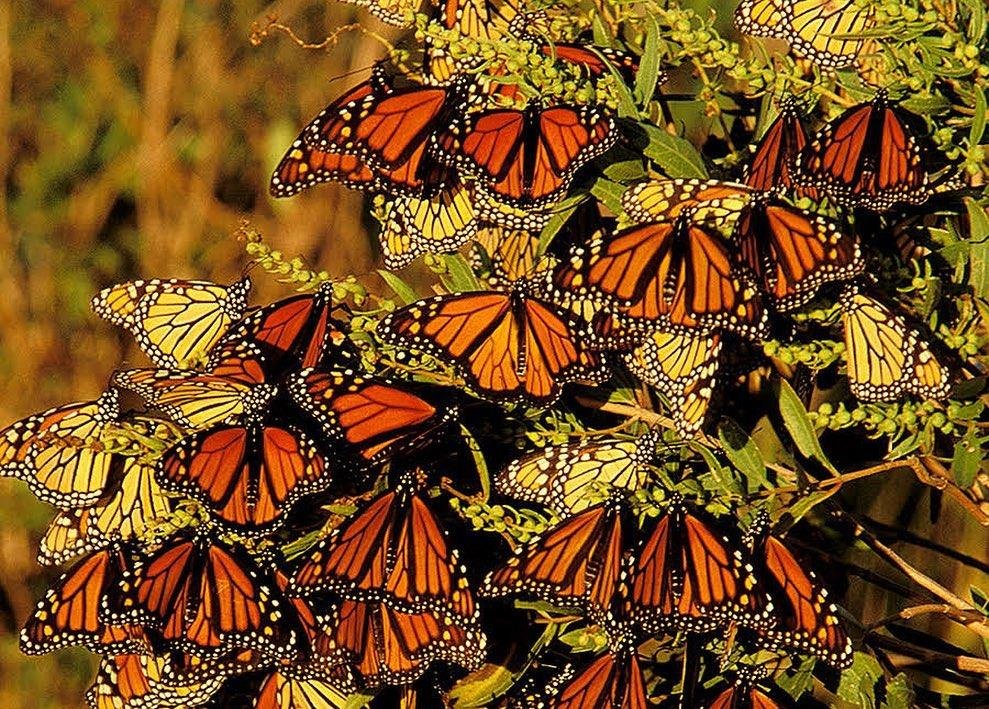 teamupstream's tweet photo. Migration Celebration! Join #ConservationCelebrityCheckIn at 5pm with author Tom Horton, ecologist Paul Spitzer, and photographer Dave Harp as we discuss our spring migrants!
#migration #spring #migratorybirds #photography #wildlifephotography #wildlife #nature #outsideissafe https://t.co/ttryeUgOZM