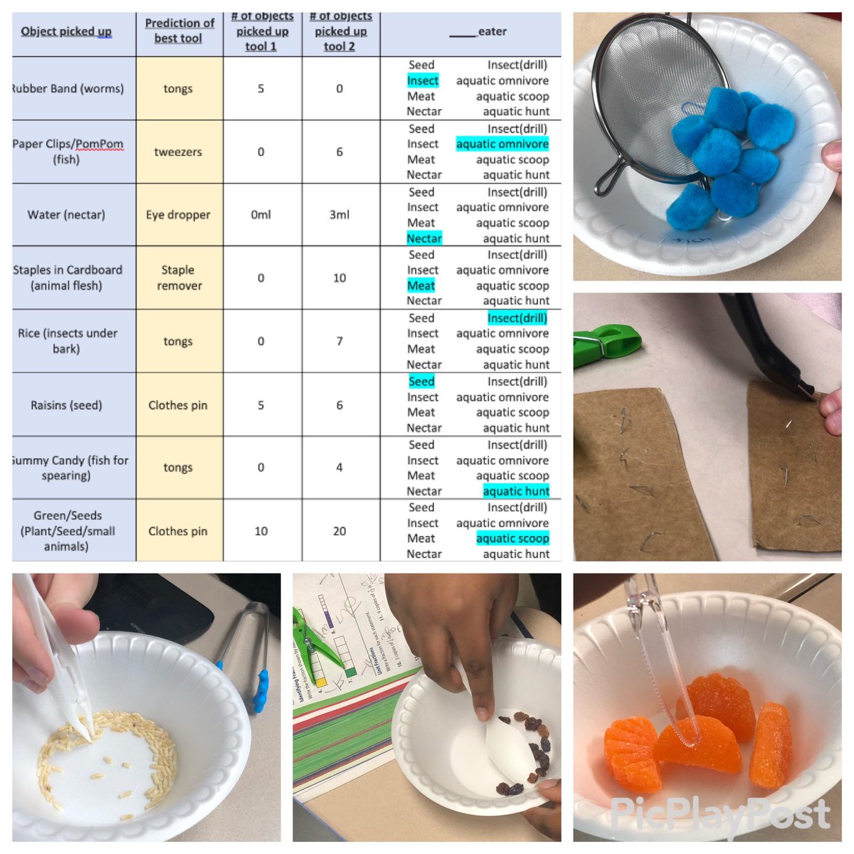 MsCulver3's tweet photo. Students used two different “bird beaks” to pick up food. Using our background knowledge about this adaptation, we made predictions on what tool would work best! We saw how the adaptation of a beak helps birds to eat! @VetriRenee @AlanBShepPrin @OBSupCittadino @OBassistantsup https://t.co/6TpLMsiEG0