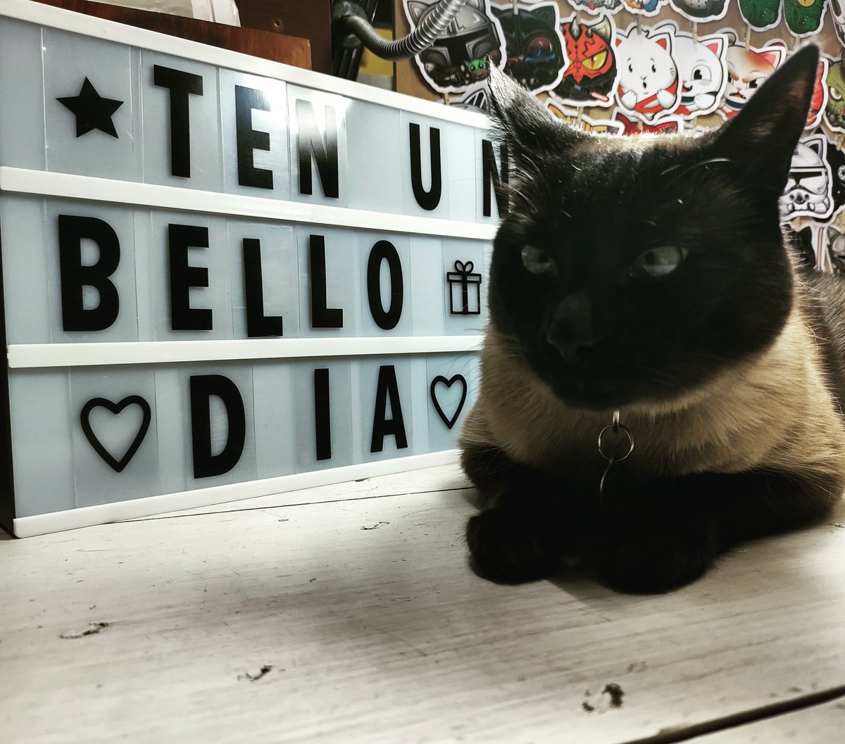BoutiqueCalacat's tweet photo. Visita a Nico el gerente en  @boutiquecalacat a partir de la 1:00 hasta las 7:00 en París 101B Del Carmen Coyoacán 😻

#nicoelgato 
#nicocalacat 
#nicoelgerente 
#nicocat 
#calacat 
#Coyoacán 
#cat 
#siamesecatsofinstagram 
#siamesecat 
#siamese 
#catlover 
#catsofinstagram https://t.co/Ym02Ar38Sw