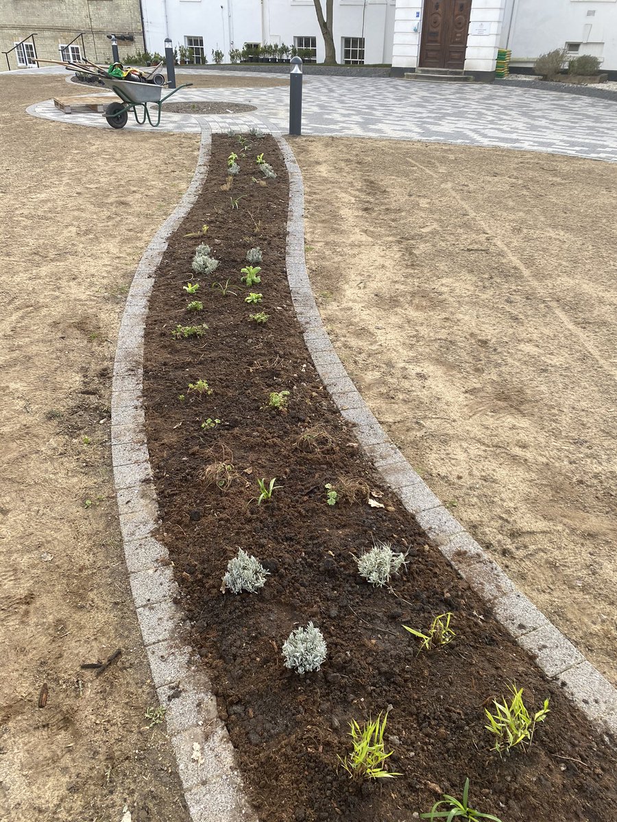 Plants all layed out and the first bed planted.  Just 600 more to go #garden #gardening #plsnts
