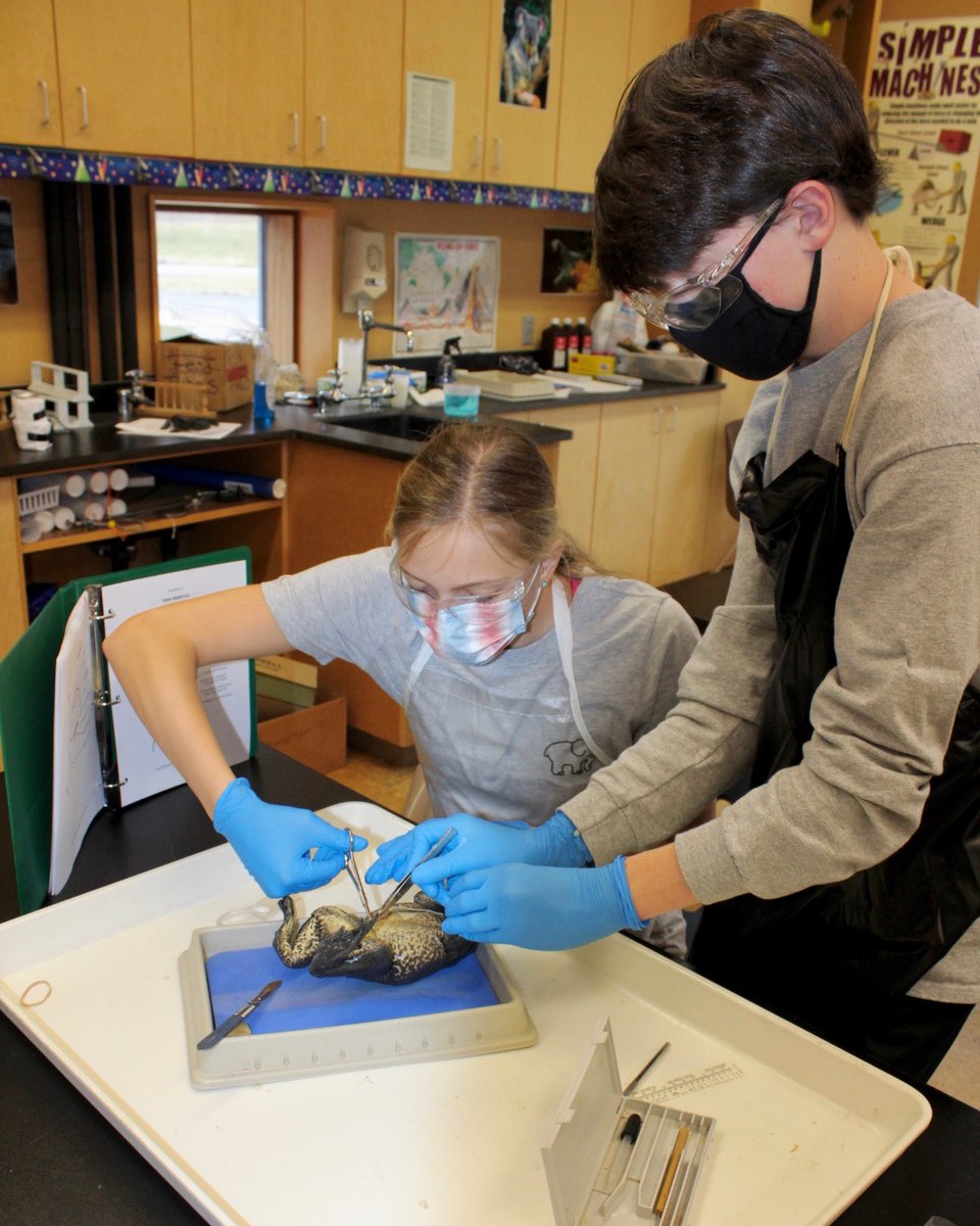 CCDSCougars's tweet photo. The eighth grade students are concluding their unit on dissection with bullfrogs. Working up from earthworms and squid, the bullfrogs provide a wonderful opportunity to explore the internal anatomy of a once living organism.
#letslearnscience! https://t.co/eBBgiry5IF