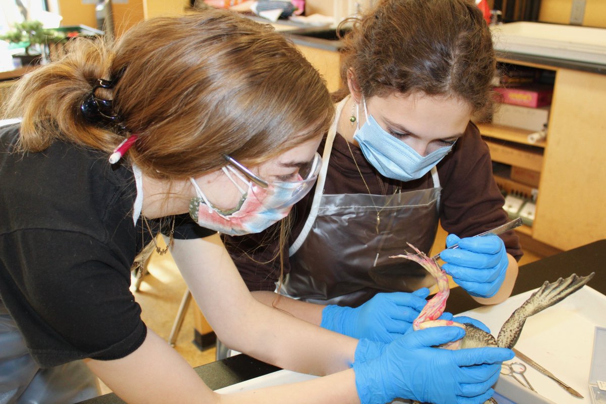 CCDSCougars's tweet photo. The eighth grade students are concluding their unit on dissection with bullfrogs. Working up from earthworms and squid, the bullfrogs provide a wonderful opportunity to explore the internal anatomy of a once living organism.
#letslearnscience! https://t.co/eBBgiry5IF