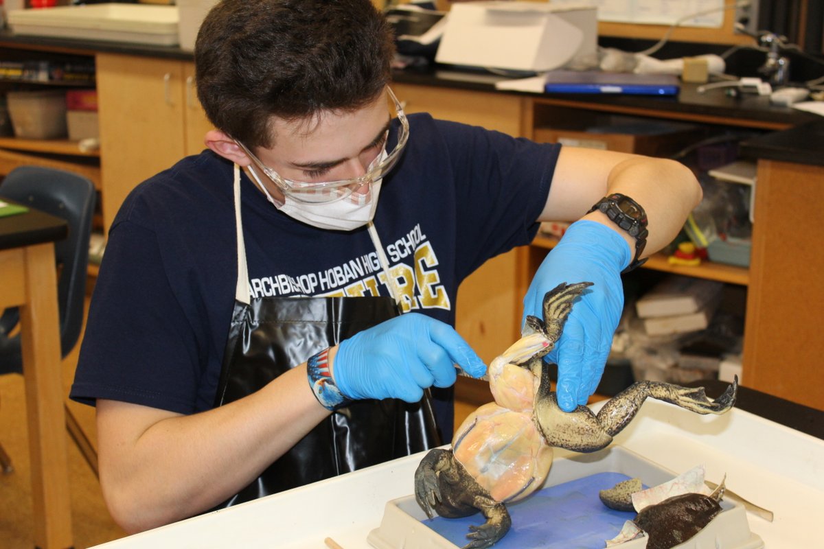 CCDSCougars's tweet photo. The eighth grade students are concluding their unit on dissection with bullfrogs. Working up from earthworms and squid, the bullfrogs provide a wonderful opportunity to explore the internal anatomy of a once living organism.
#letslearnscience! https://t.co/eBBgiry5IF