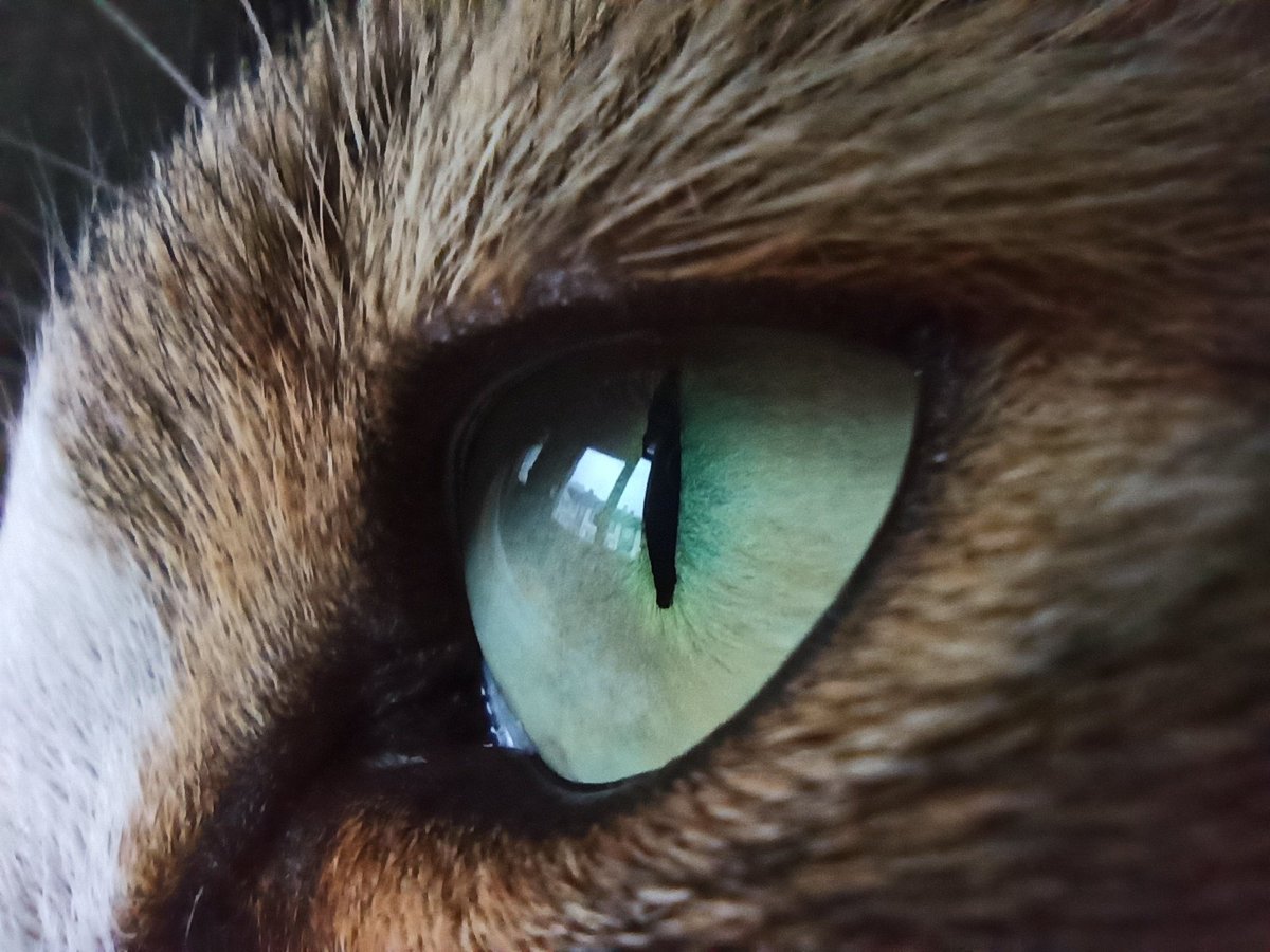 tarkankaynar's tweet photo. Ev arkadaşım Püskül ile arada bir yaptığımız macro çalışmalardan bir tanesi. #xiaomiredminote8 https://t.co/ql1GAd6EoN