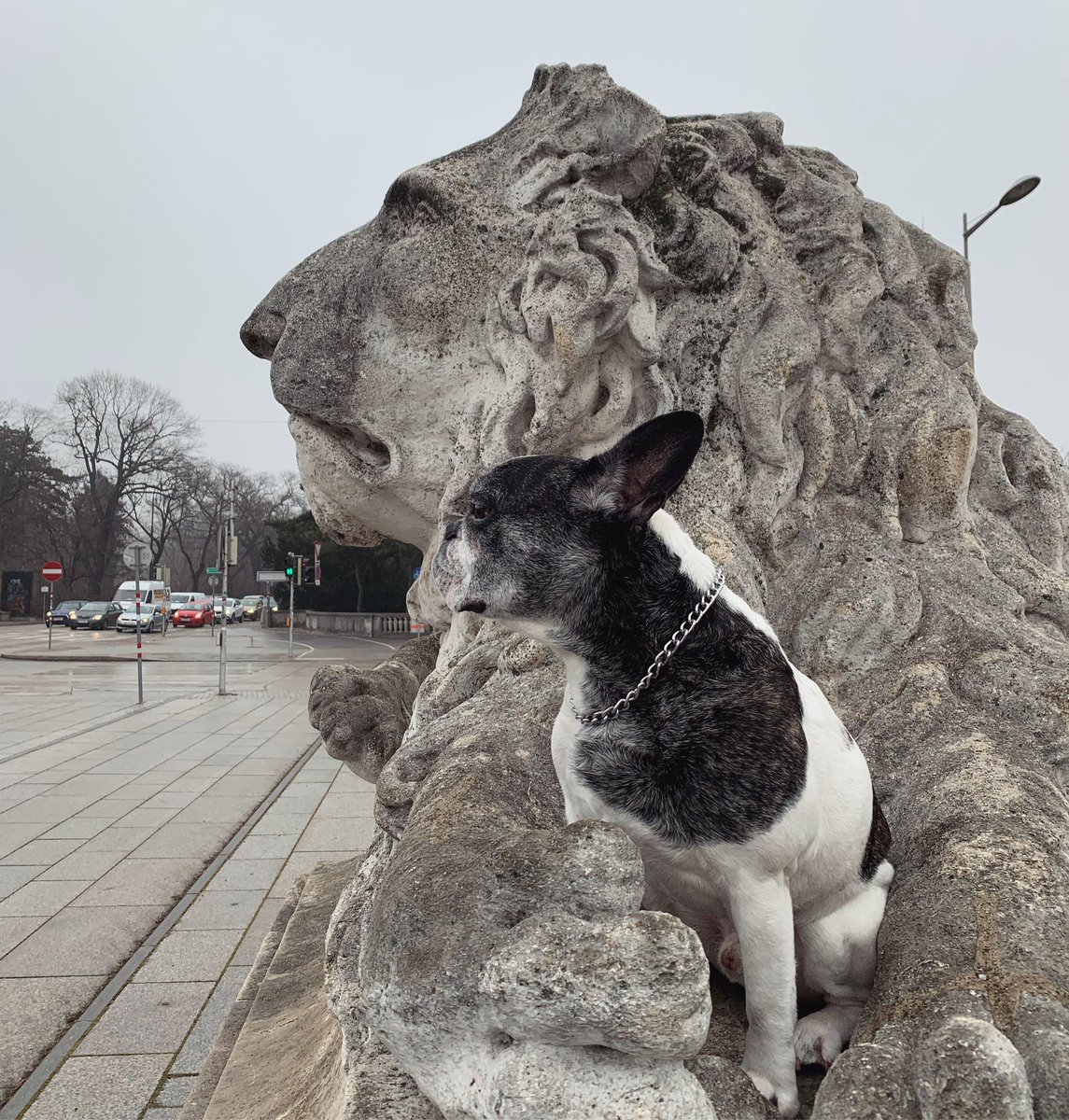 poloperea's tweet photo. Representación perfecta de Goyo: cuerpecito de frenchie, alma de león!  🐼🦁 #michatohermoso https://t.co/KU6y6ByJNK