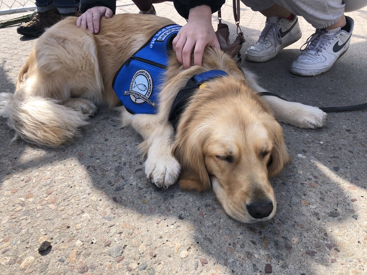 alex_burness's tweet photo. There are two comfort dogs at the site of the Boulder shooting. Cubby and Devorah. Their presence is so appreciated by the mourners. Four more golden retrievers are on the way from Nebraska. https://t.co/sQAsjzXODG