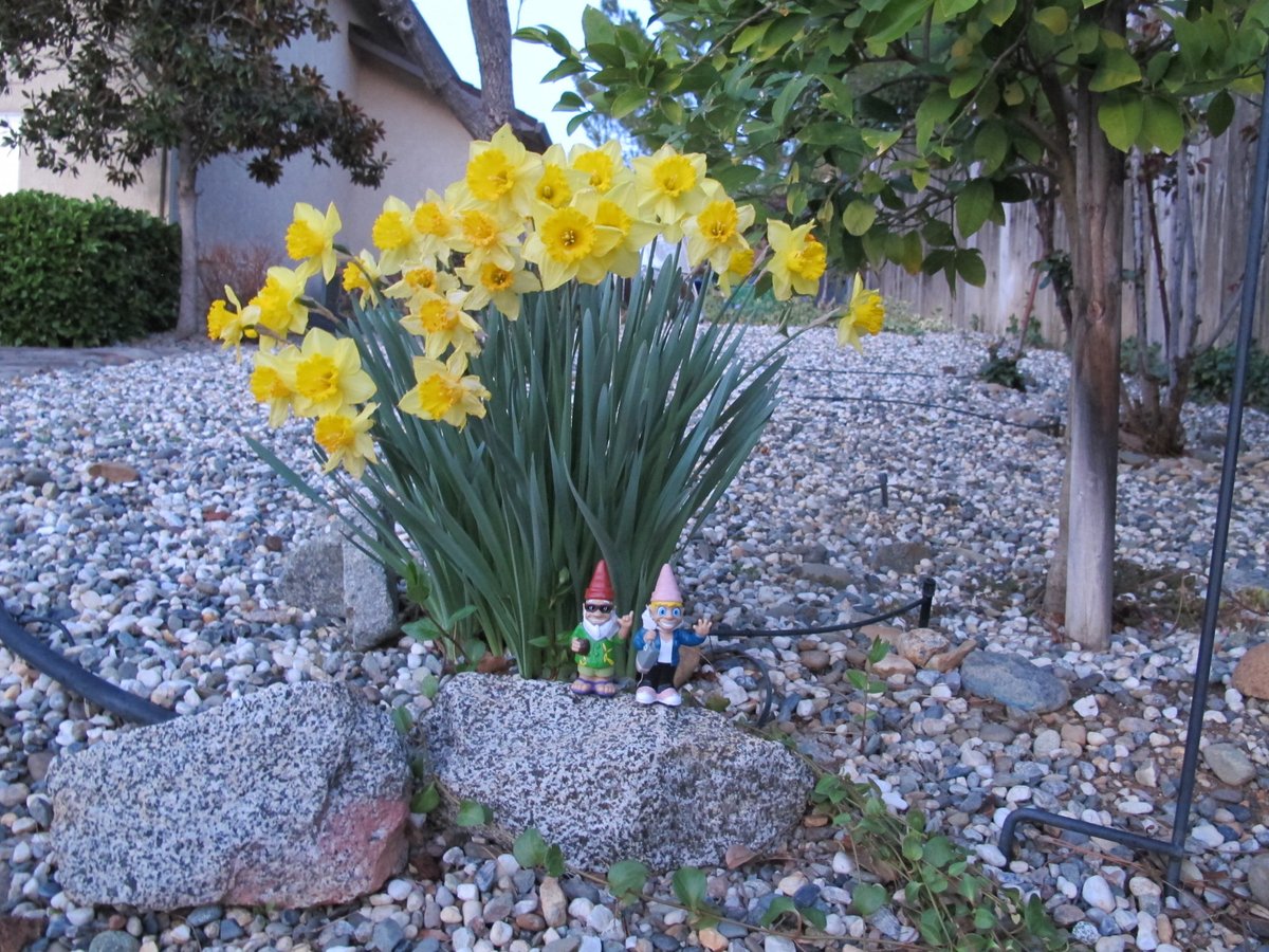 Timothy_Tabitha's tweet photo. Our yard is starting to bloom. #lifestyle #instapicture #photooftheday #travelers #travelling #travel #adventure #fun #gnomads #gnomes #timothy_tabitha #gnomesofinstagram #flowers https://t.co/26yrc43orY