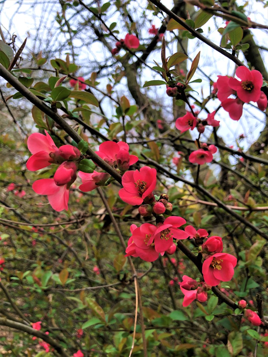 pedumit's tweet photo. A group of six thorny deciduous #shrubs make a beautiful corner of #Chaenomeles #japonica -the Japanese quince in EN, #Cognassier du Japon in FR & Gutuiul japonez in RO– in Evere’s Parc Bon Pasteur of Belgium. Some Japanese colours to admire for a number of spring weeks. #Belgium https://t.co/YtABe85u2W