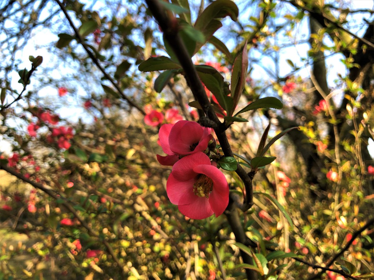 pedumit's tweet photo. A group of six thorny deciduous #shrubs make a beautiful corner of #Chaenomeles #japonica -the Japanese quince in EN, #Cognassier du Japon in FR & Gutuiul japonez in RO– in Evere’s Parc Bon Pasteur of Belgium. Some Japanese colours to admire for a number of spring weeks. #Belgium https://t.co/YtABe85u2W