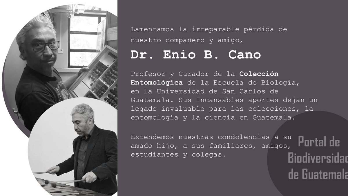 GuatemalaPortal's tweet photo. Totalmente consternados por la repentina pérdida de nuestro estimado amigo Enio B. Cano. Su trabajo incansable en las colecciones entomológicas de Guatemala, deja un legado invaluable que debemos seguir promoviendo y preservando. Nuestras condolencias a todos sus seres queridos. https://t.co/iKT0pjnUmE
