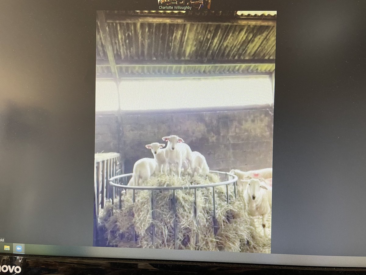 Zoom with the lambs! A huge thank you to Farmer Angus for showing Willow Class around his farm and answering their questions <a href="/SurreyShow/">Surrey County Show</a>