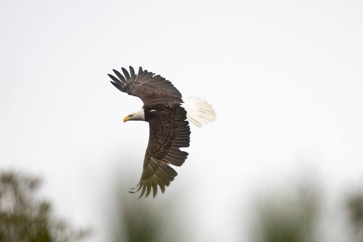SarahMaxPix's tweet photo. @CornellBirds @Team_eBird I keep seeing them. It’s glorious! https://t.co/wssHnFBxV5