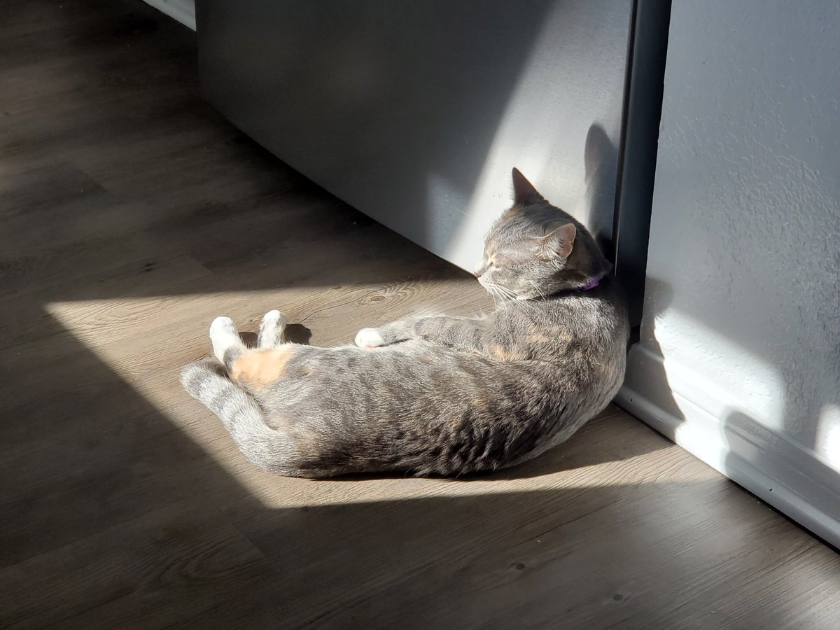 RhyGuy7's tweet photo. @TheRoaringKitty Soaking up them rays https://t.co/rMX5tptFTF