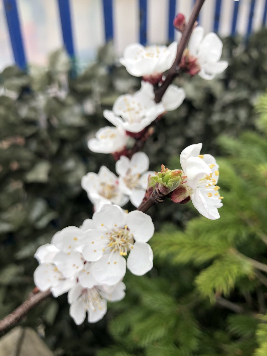 Peach and apricot blossom has appeared in our school Kitchen Garden!🍑 #BlossomWatch <a href="/BelmontSchoolW4/">Belmont School W4</a>