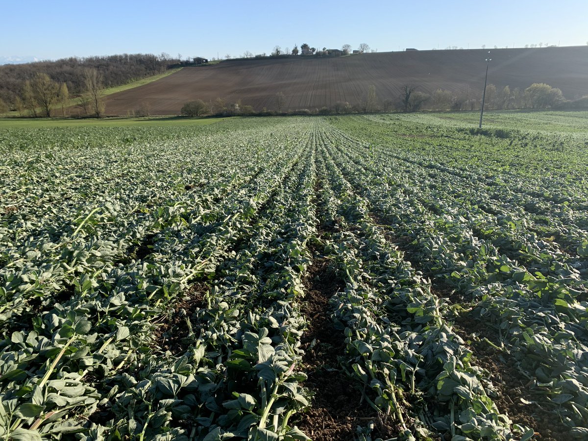 JonahHeymann's tweet photo. Un de mes moments préféré de l’année : les semis de @nataispopcorn dans les couverts @GreenTillageFr - conditions au top. @HORSCH_France @JohnDeere #agriculturedeconservation #stockthecarbon #agroecologie https://t.co/yZiVYWaGzO