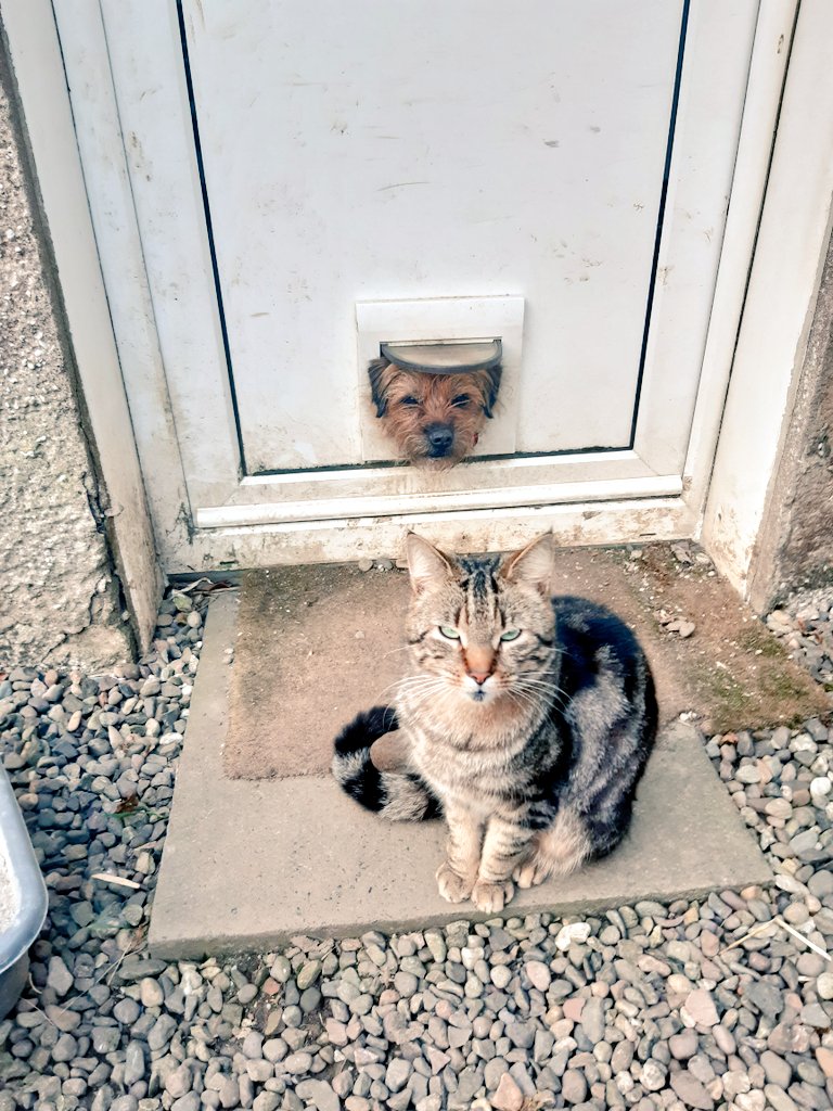 Why does he get a flap, and I don't? #baxter #borderterrier #borderterrorist #farmdog