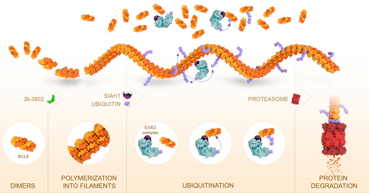 GrafikaLabs's tweet photo. Figure for @awpartridge, published in @ACSPublications . Protein Polymerization as a Novel Targeted Protein Degradation Mechanism. Read here: https://t.co/JLRqGrgk3w https://t.co/caEBuvEP4K