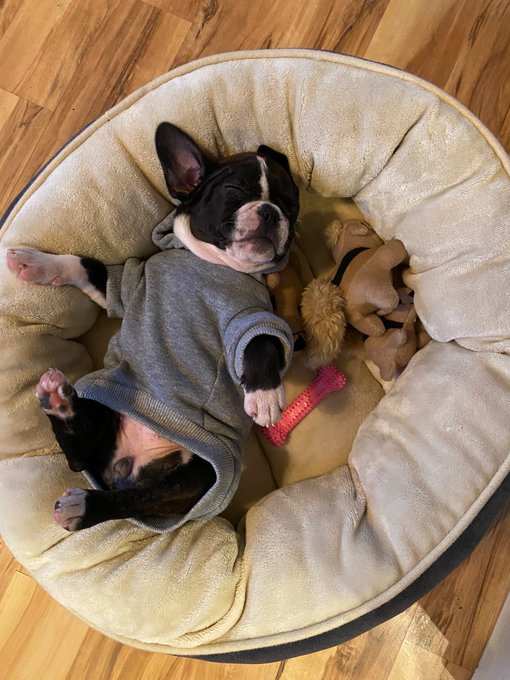 Get a job, Lucy.   #NationalPuppyDay (a day late 🤷🏻&zwj;♀️) https://t.co/QuGo4YOm1y<a href="/tag/nationalpuppyday"class="tags">#NationalPuppyDay</a>