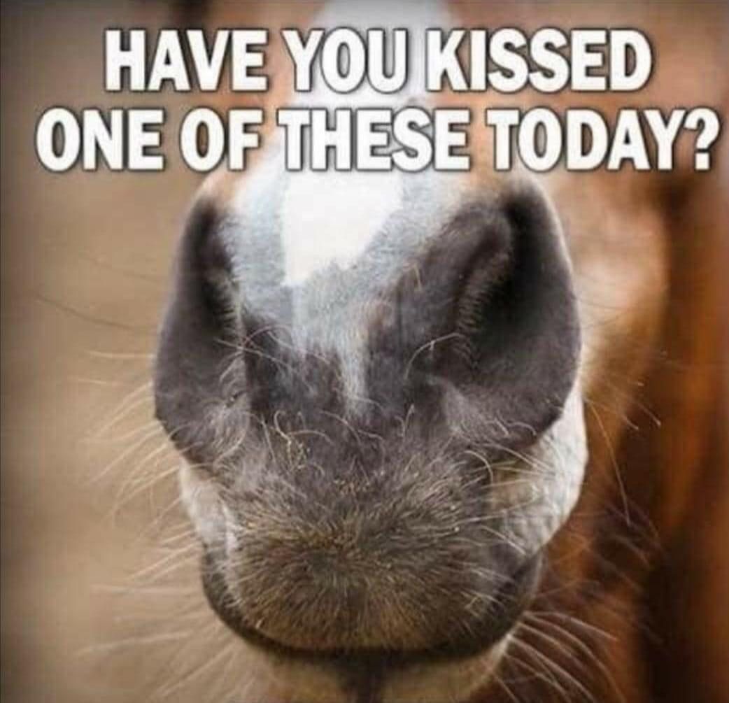 G_EquestrianUK's tweet photo. The best therapy there is 🐴💋

#horses #ponyhour #horsechathour https://t.co/BjXz8QBDZv