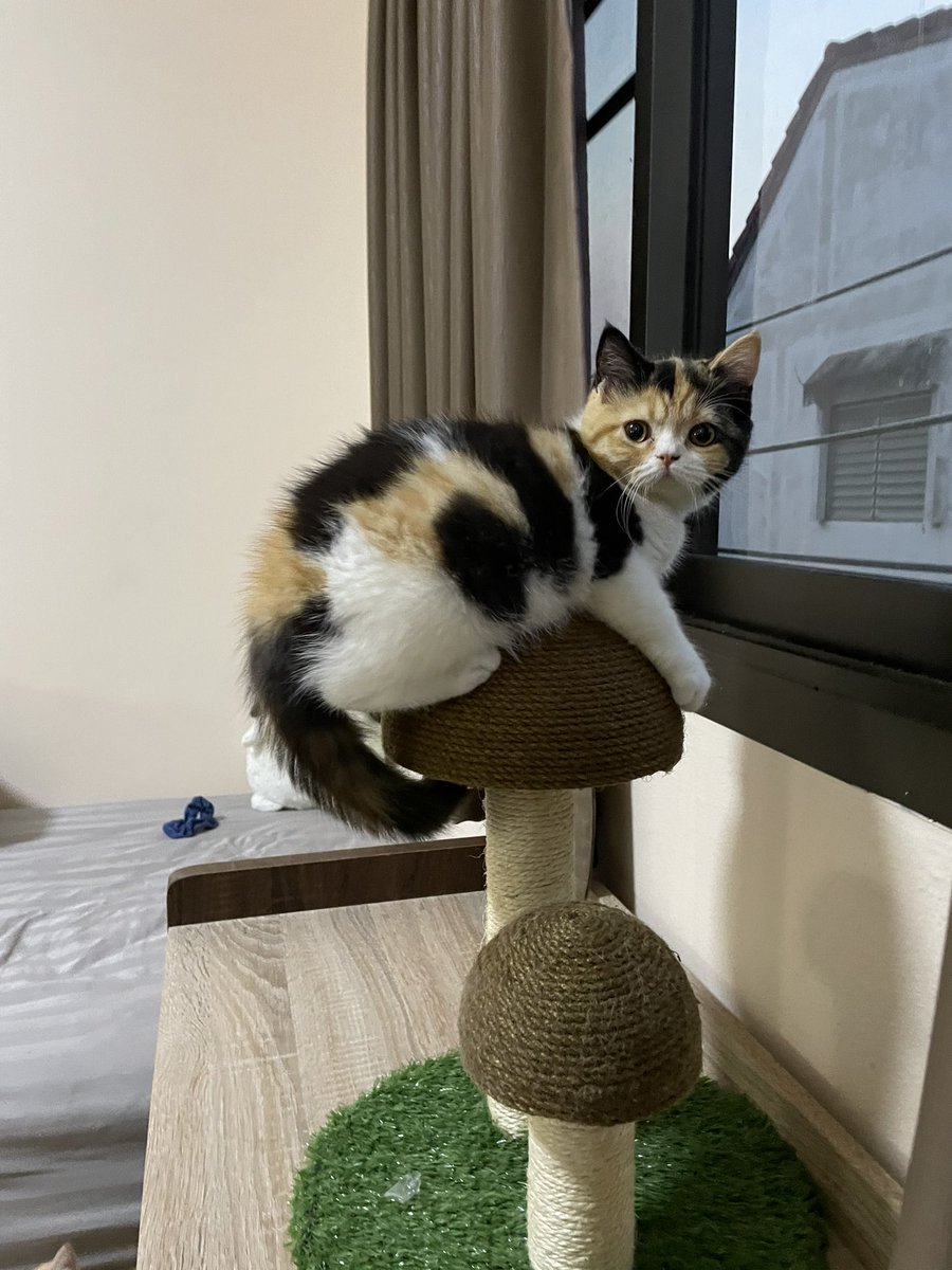 เช้าวันนี้ เห็ดไม่เหมือนเดิม