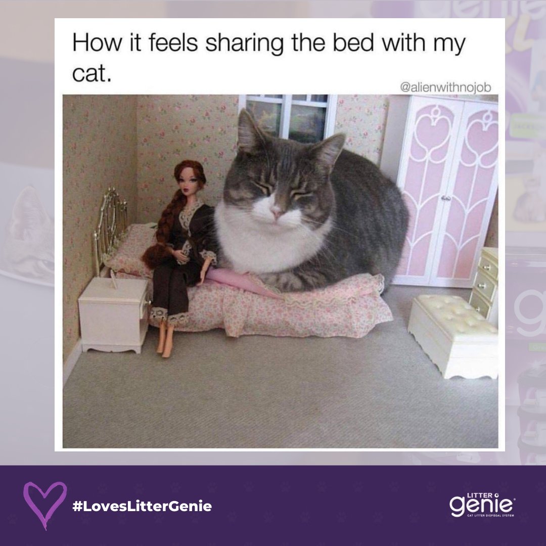 It's the cat's bed now! 😂#Relatable