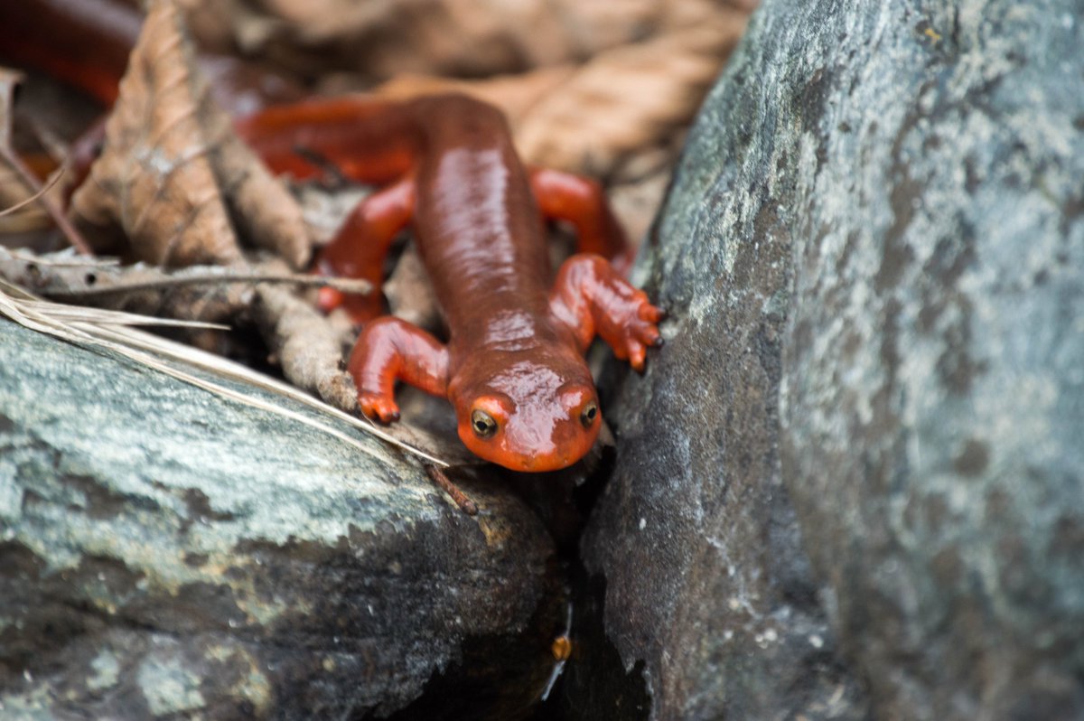 SequoiaKingsNPS's tweet photo. "She turned me into a NEWT!" - Monty Python and the Holy Grail

At this time of year, you may see these brightly-colored amphibians in the vicinity of the Kaweah River in Sequoia National Park, as adult newts return to the pools where they hatched to breed. 📷Cristina Martinez https://t.co/zvQ3E3Pit7