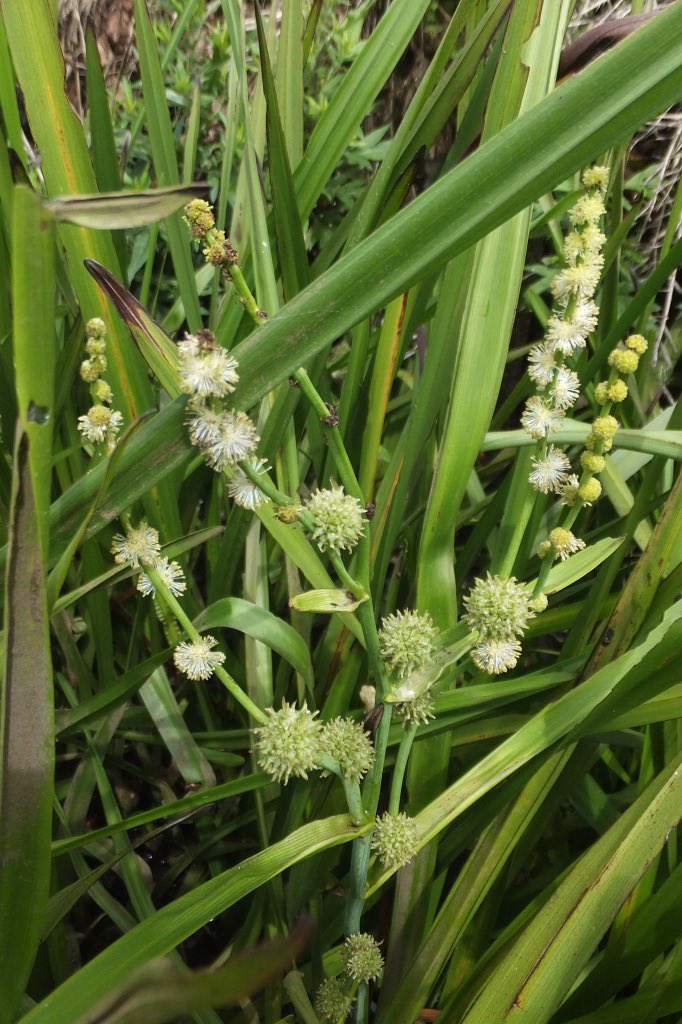 抽水植物 Twitter Search Twitter