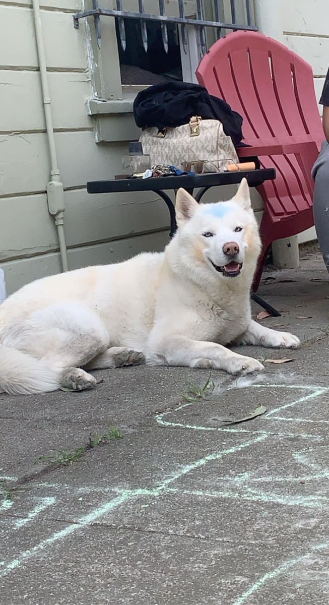 indominusalex's tweet photo. I had no energy today I walked half of this but I made the dog an air bender https://t.co/1ZBXa6Mflj