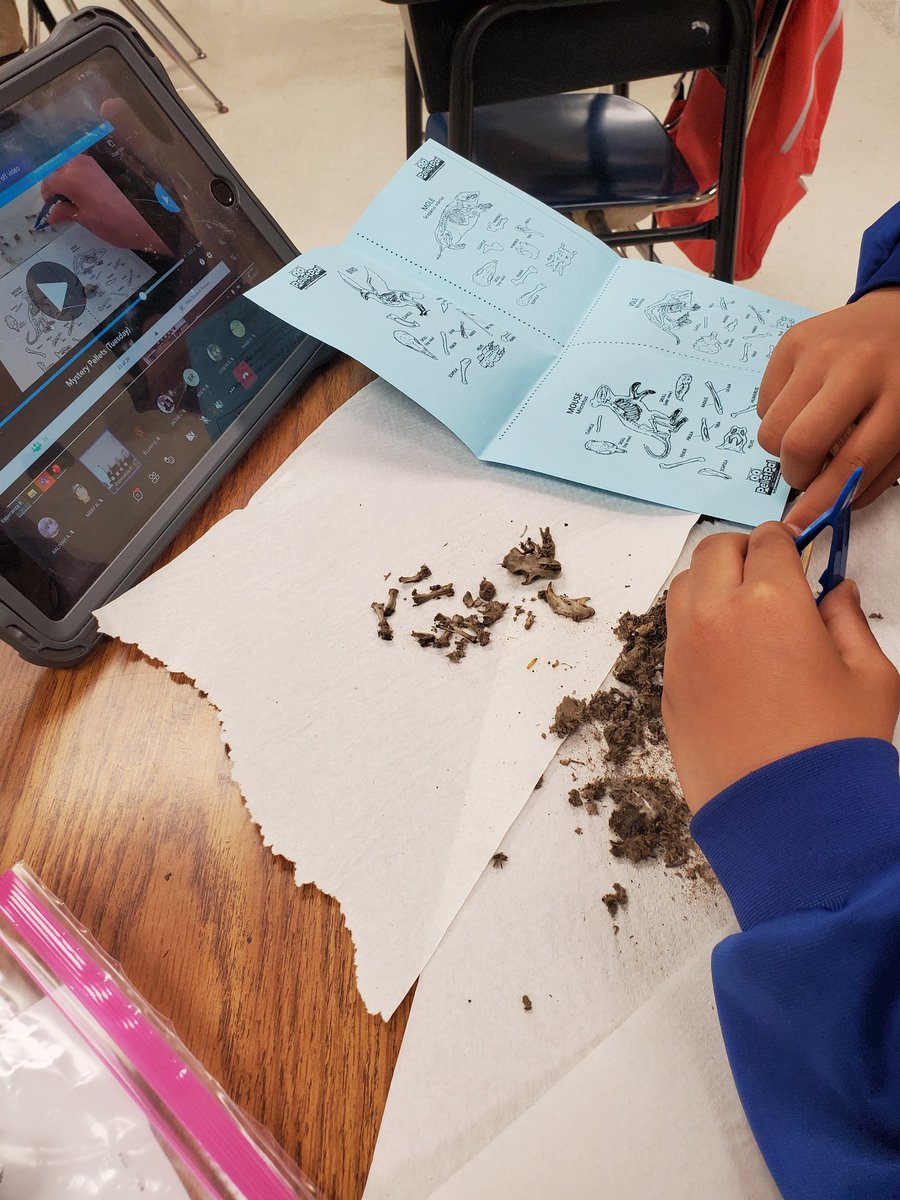 Ellie Gearhart (@ellieeducator12) on Twitter photo 5th grade dissected and investigated owl pellets! #EverydayLBJ <a href="/LBJelem/">L.B. Johnson Elementary School</a> 5th grade dissected and investigated owl pellets! #EverydayLBJ <a href="/LBJelem/">L.B. Johnson Elementary School</a>