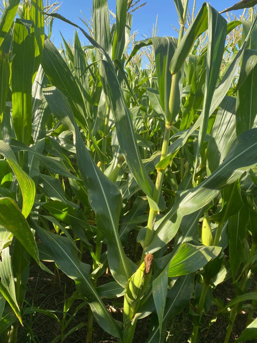 De recorrida por nuestros lotes productivos 👌 #Maíz de segunda sobre #Camelina 

👉 Consultanos por esta alternativa rentable, que incluye en su sistema de producción un cultivo de invierno que no afecta su rotación agrícola principal

Conocé más 📲 chacraservicios.com